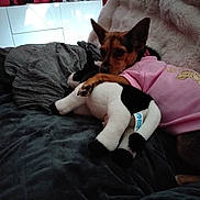 Lina participe au concours pour gagner de l'argent avec cette photo : animal, blanket, cabinet, cozy, cuddling, decor, dog, figurines, furniture, home, indoor, pet, pink_clothing, plush_toy, red_wall, relaxed, resting, soft_texture, stuffed_animal, toy