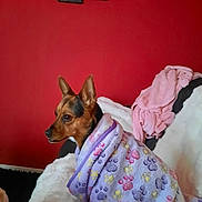 Lina a rejoint le concours — aidez-le/la à gagner de superbes lots ! dog, pet, robe, paw_print, blanket, couch, red_wall, indoor, cozy, fur, ears, snug, comfort, animal, side_view, brown, black, purple, pink, home