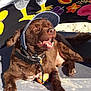 dog, brown_dog, cap, visor, beach, sand, ball, smiling_dog, sunny, relaxed, outdoor, pet, canine, mat, floral_towel, happy, playful, collar, leash, tongue_out