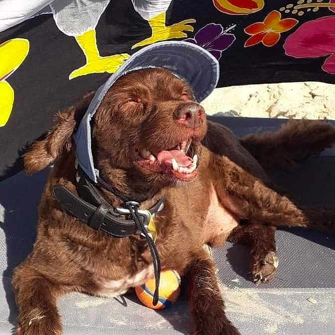 Choco participe au concours pour gagner de l'argent avec cette photo : dog, brown_dog, cap, visor, beach, sand, ball, smiling_dog, sunny, relaxed, outdoor, pet, canine, mat, floral_towel, happy, playful, collar, leash, tongue_out