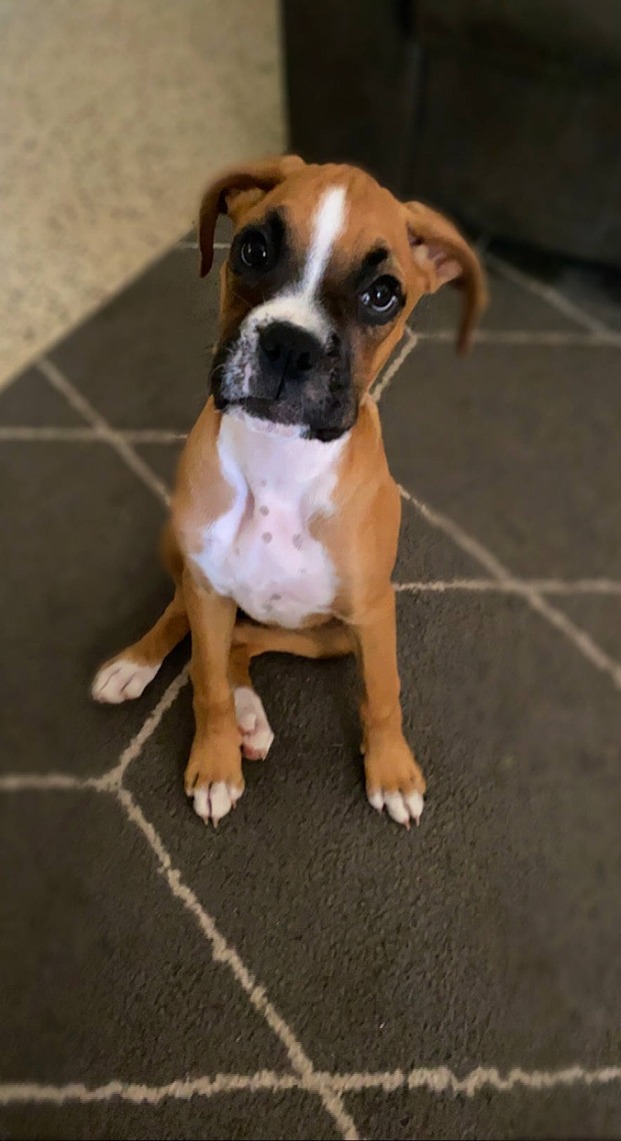 Gracie joined the competition — help win amazing prizes! ancient_dog_breeds, boxer, bulldog, carnivore, companion_dog, dog, dog_breed, flooring, hardwood, molosser, non_sporting_group, paw, road_surface, tail, tile_flooring, toy_dog, whiskers, working_animal, working_dog, wrinkle