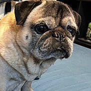 Swagi a rejoint le concours — aidez-le/la à gagner de superbes lots ! dog, pug, pet, animal, indoor, close_up, face, fur, ears, nose, eyes, sitting, blue_surface, shelf, book, stuffed_toy, furniture, expression, cute, companion