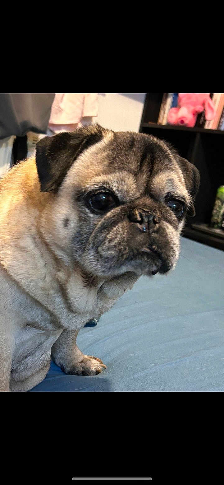 Swagi a rejoint le concours — aidez-le/la à gagner de superbes lots ! dog, pug, pet, animal, indoor, close_up, face, fur, ears, nose, eyes, sitting, blue_surface, shelf, book, stuffed_toy, furniture, expression, cute, companion