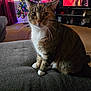 cat, indoor, christmas_tree, decorations, couch, living_room, television, person_on_tv, carpet, curtains, window, furniture, pet, whiskers, tabby_cat, white_paws, home, cozy, holiday, seated
