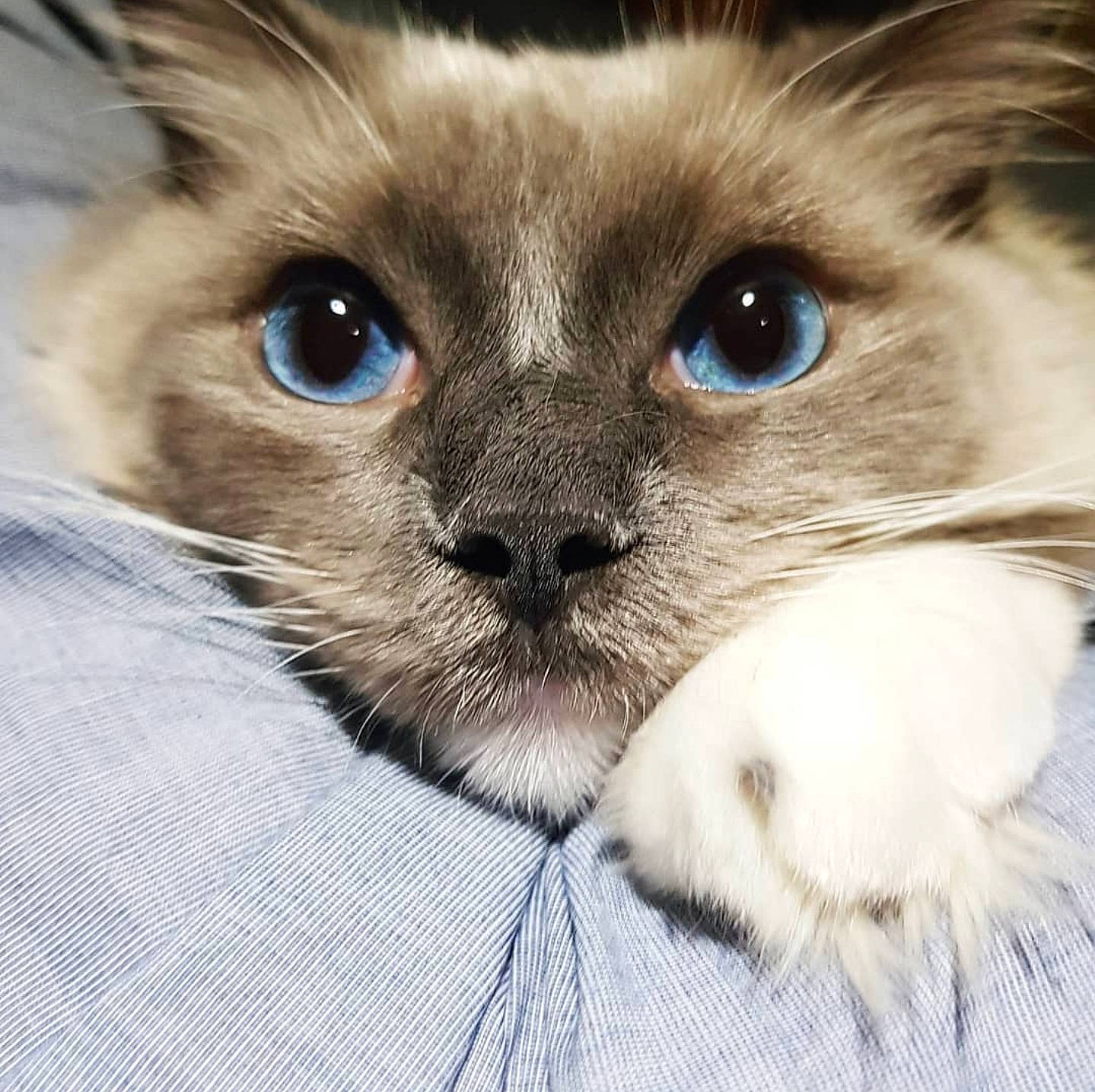 Aslan is registered to the contest to win money with this photo: balinese, birman, carnivore, cat, close_up, eye, eyelash, face, fawn, felidae, fur, hair, head, human_body, mammal, siamese, small_to_medium_sized_cats, snout, terrestrial_animal, whiskers