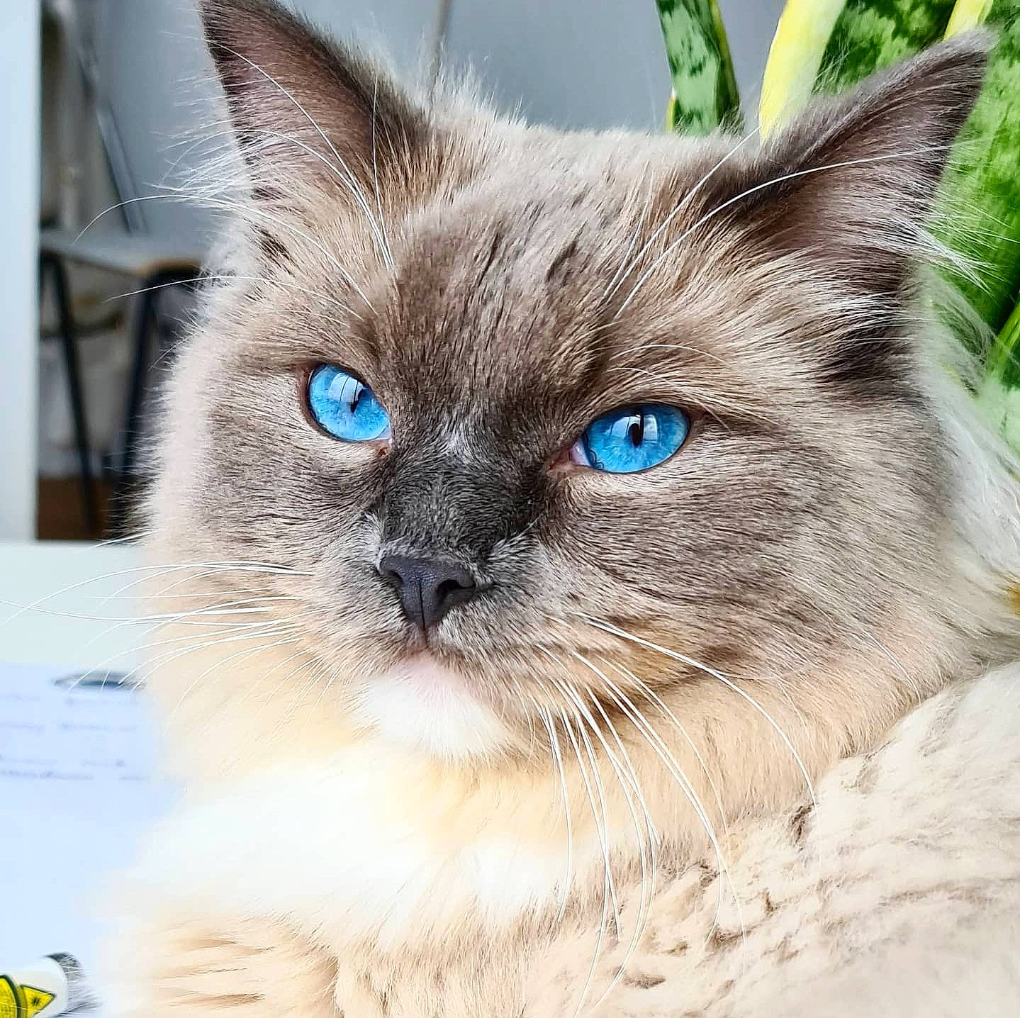 Aslan joined the competition — help win amazing prizes! balinese, birman, carnivore, cat, close_up, domestic_short_haired_cat, electric_blue, eye, fawn, felidae, fur, iris, pet_supply, plant, small_to_medium_sized_cats, snout, terrestrial_animal, thai, whiskers, window