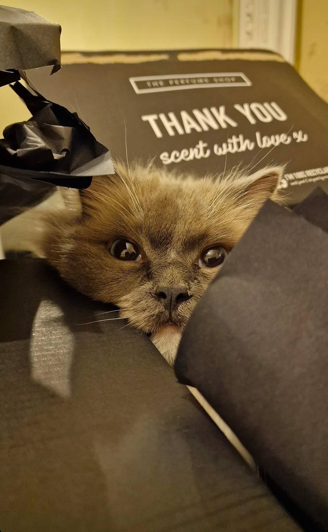 Aslan joined the competition — help win amazing prizes! carnivore, cat, cat_supply, claw, comfort, couch, domestic_short_haired_cat, fawn, felidae, font, fur, paw, photo_caption, plant, publication, small_to_medium_sized_cats, snout, tail, terrestrial_animal, whiskers