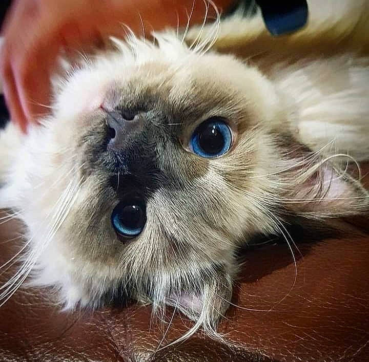 Aslan joined the competition — help win amazing prizes! balinese, birman, carnivore, cat, close_up, companion_dog, electric_blue, eye, fawn, felidae, fur, head, paw, ragdoll, siamese, small_to_medium_sized_cats, snout, terrestrial_animal, thai, whiskers