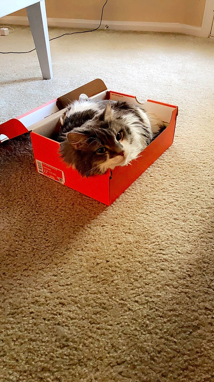 Graci is registered to the contest to win money with this photo: box, carmine, carnivore, carpet, cat, comfort, companion_dog, dog_breed, domestic_short_haired_cat, fawn, felidae, floor, flooring, fur, hardwood, laminate_flooring, small_to_medium_sized_cats, tail, whiskers, wood