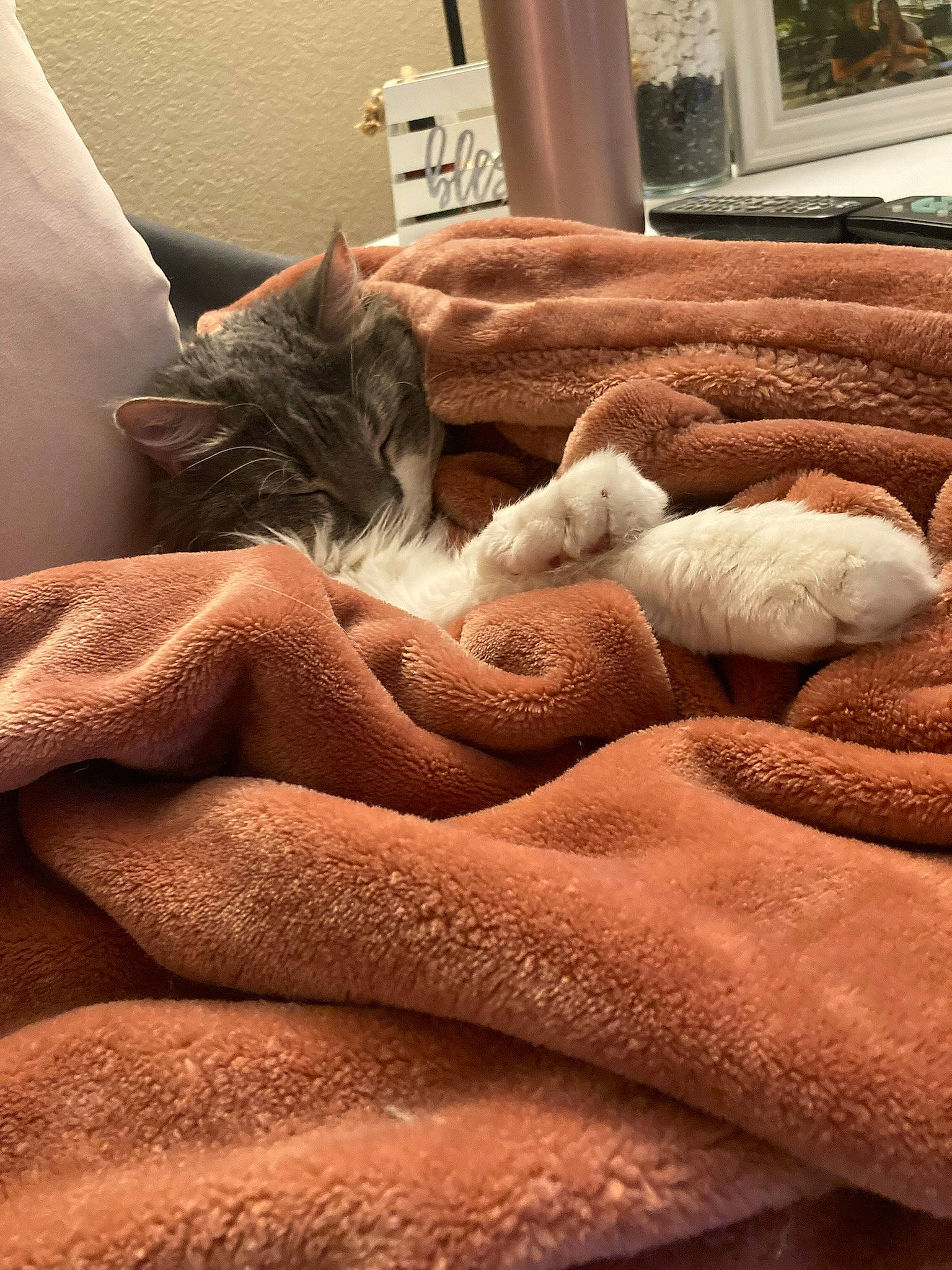 Graci joined the competition — help win amazing prizes! bed, bedding, brown, carnivore, cat, comfort, fawn, felidae, flooring, grey, linens, mammal, orange, room, small_to_medium_sized_cats, tail, textile, vertebrate, whiskers, wood