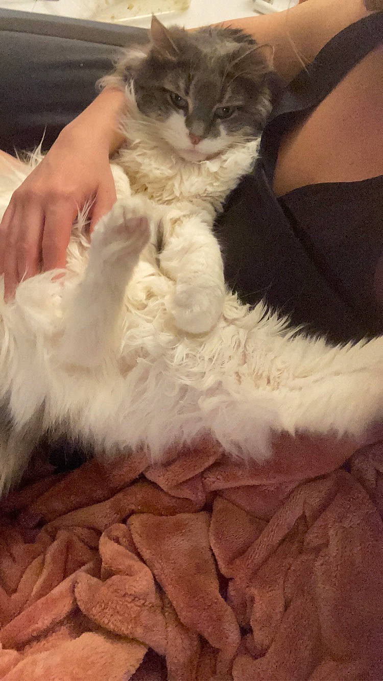 Graci joined the competition — help win amazing prizes! canidae, carnivore, cat, claw, comfort, companion_dog, fawn, feather, felidae, formal_wear, fur, lap, paw, sitting, small_to_medium_sized_cats, tail, whiskers