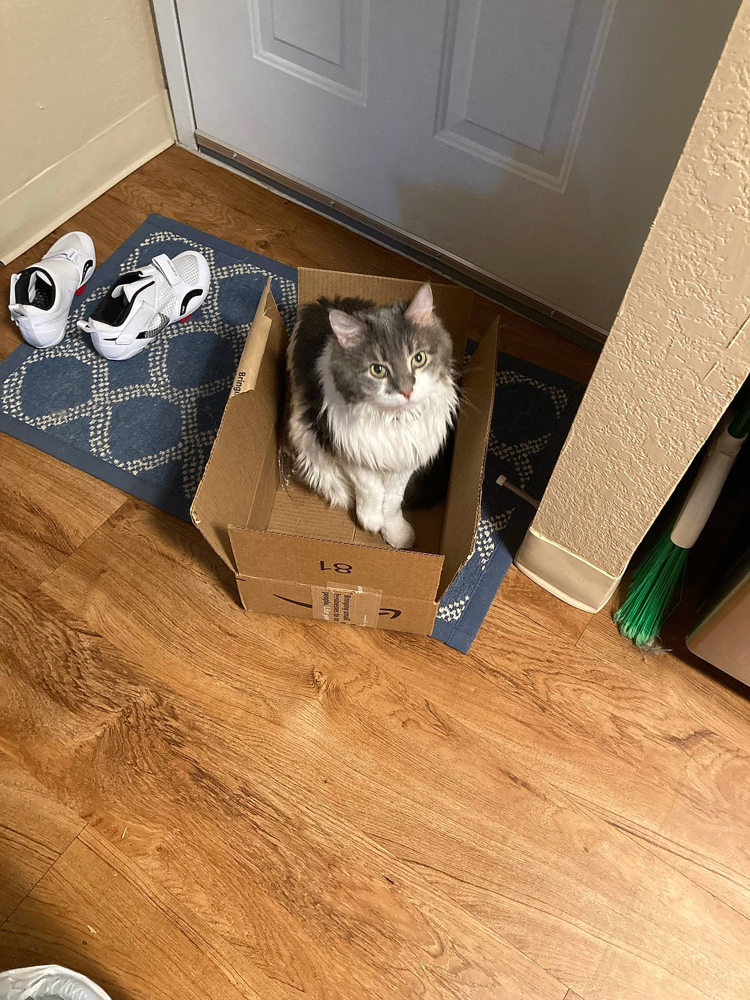 Graci is registered to the contest to win money with this photo: bag, brown, carnivore, cat, comfort, fawn, felidae, floor, flooring, grey, hardwood, laminate_flooring, luggage_and_bags, room, shipping_box, small_to_medium_sized_cats, whiskers, wood, wood_flooring, wood_stain