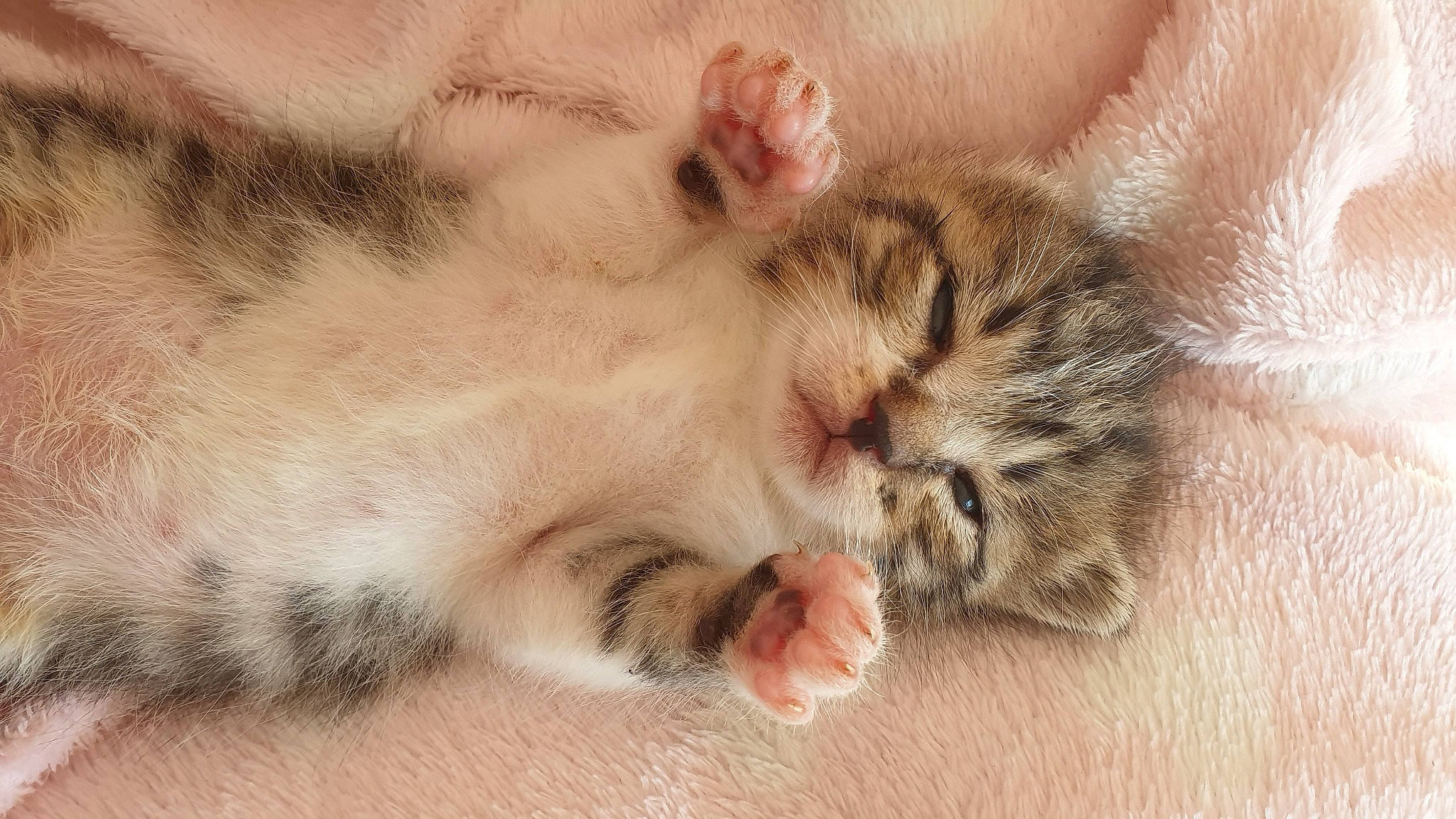 Coockie participe au concours pour gagner de l'argent avec cette photo : carnivore, cat, claw, close_up, european_shorthair, felidae, fur, kitten, mammal, nap, norwegian_forest_cat, paw, polydactyl_cat, siberian, singapura, sleep, small_to_medium_sized_cats, snout, tabby_cat, whiskers