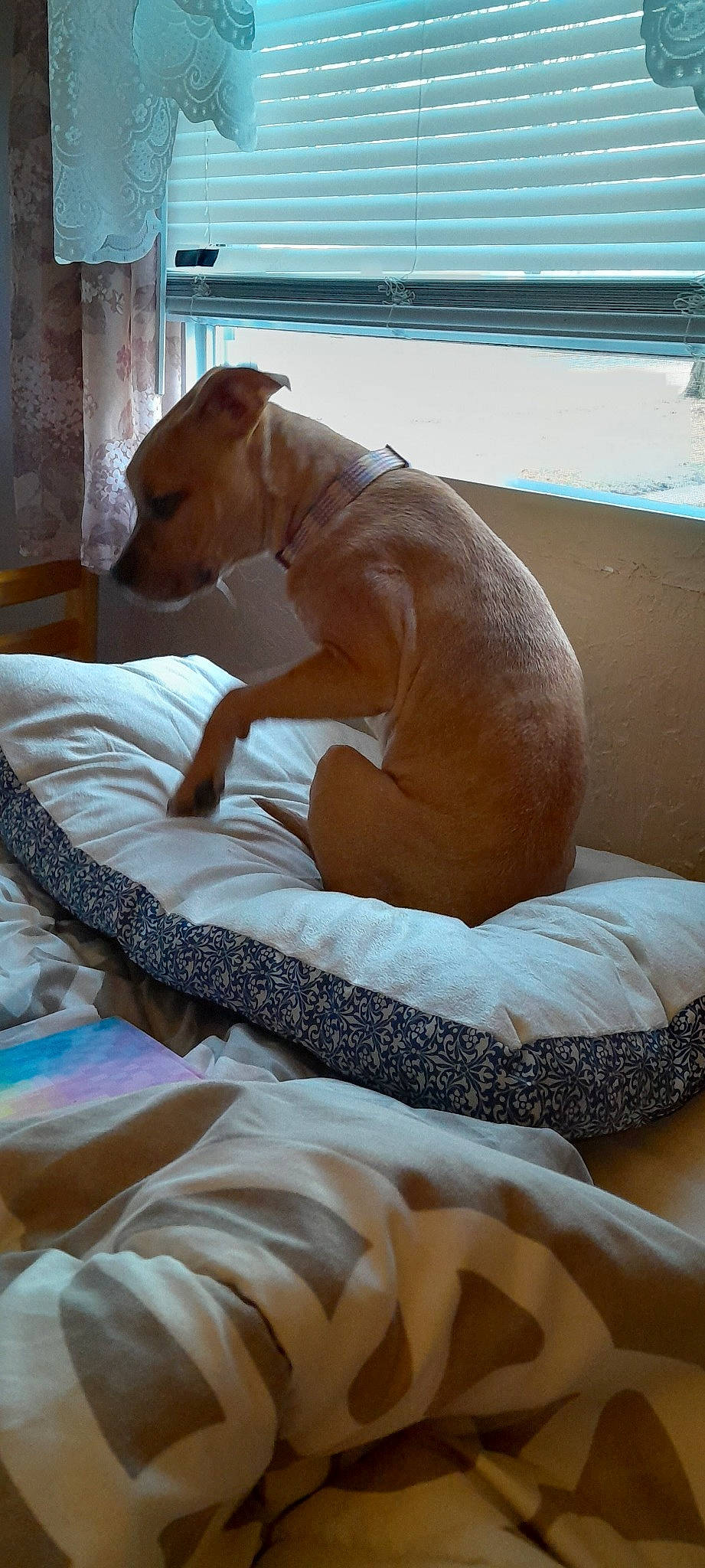 Mini-me joined the competition — help win amazing prizes! bedding, blanket, carnivore, comfort, companion_dog, dog, dog_bed, dog_breed, dog_supply, fawn, flooring, linens, nap, paw, pet_supply, sporting_group, tail, terrestrial_animal, toy_dog, working_animal