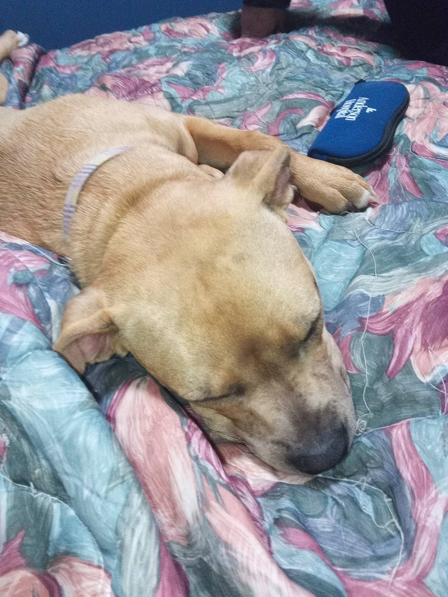 Mini-me is registered to the contest to win money with this photo: canidae, carnivore, comfort, companion_dog, dog, dog_breed, dog_supply, fawn, fur, guard_dog, linens, non_sporting_group, sporting_group, working_animal, wrinkle