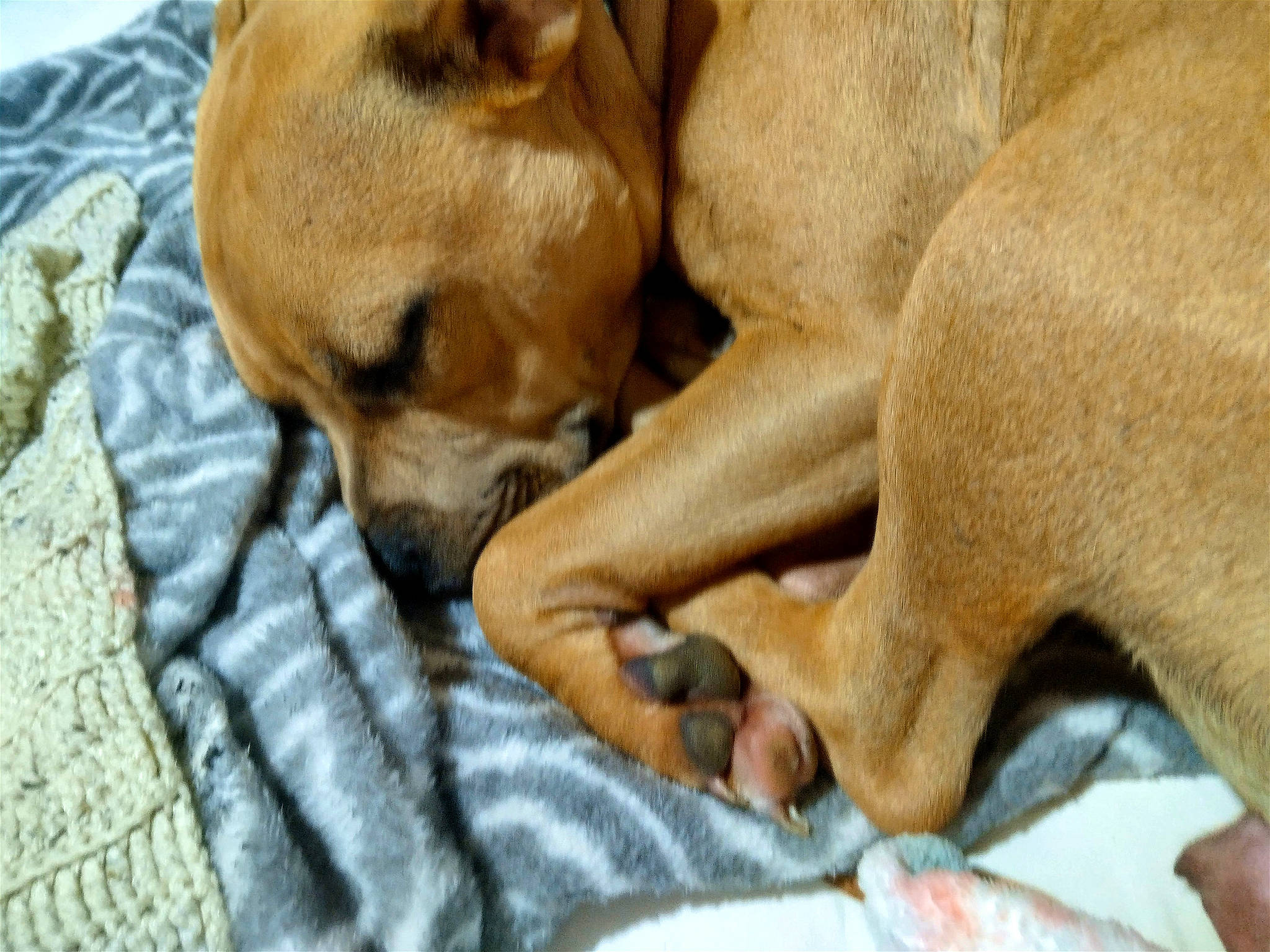 Mini-me joined the competition — help win amazing prizes! canidae, carnivore, comfort, companion_dog, dog, dog_breed, fawn, fur, linens, nap, non_sporting_group, paw, puppy, sleep, snout, sporting_group, terrestrial_animal, toy_dog, whiskers, working_animal