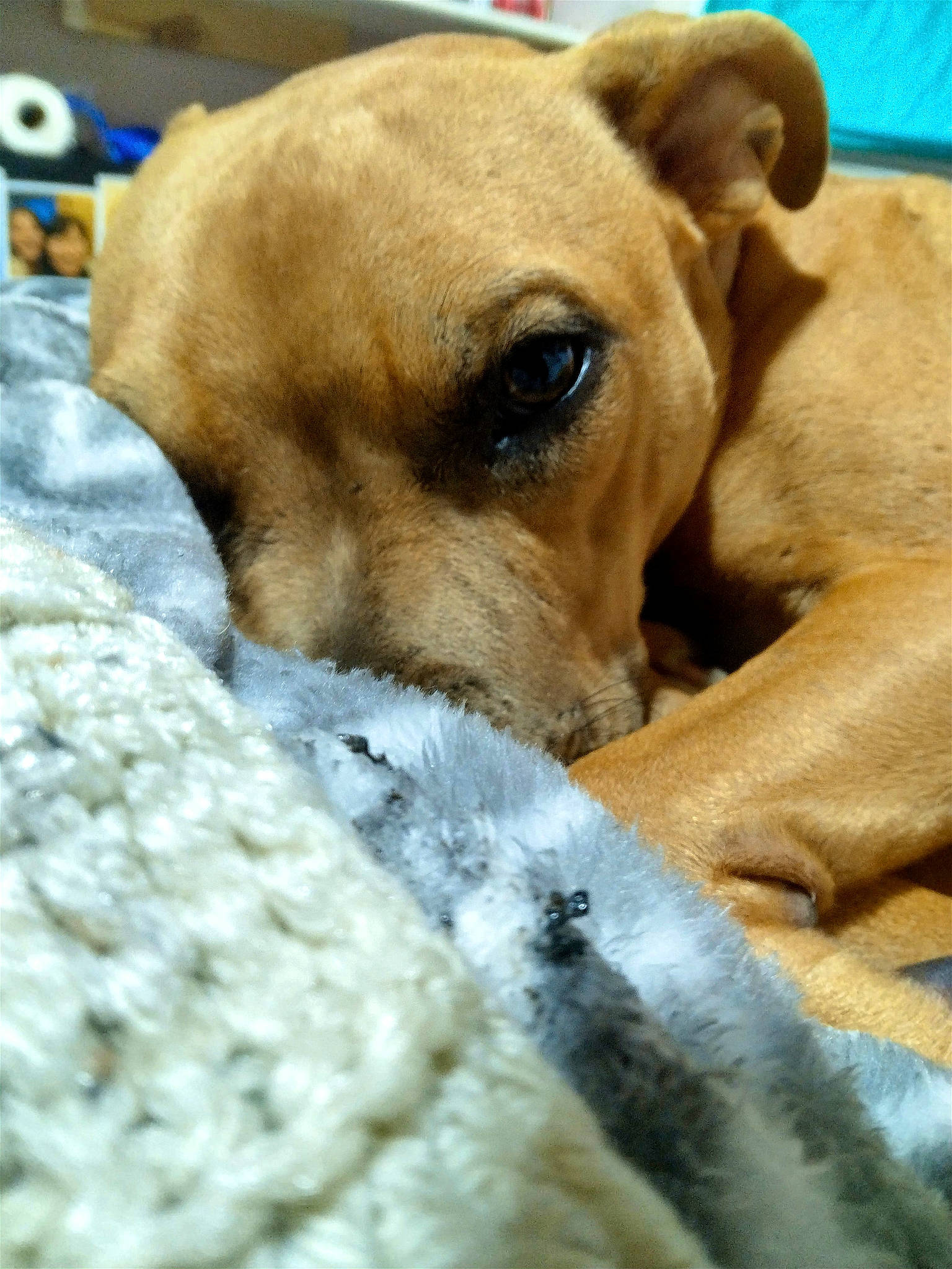 Mini-me is registered to the contest to win money with this photo: canidae, carnivore, comfort, companion_dog, dog, dog_breed, fawn, fur, guard_dog, linens, nap, non_sporting_group, paw, sleep, snout, sporting_group, street_dog, terrestrial_animal, whiskers, working_animal