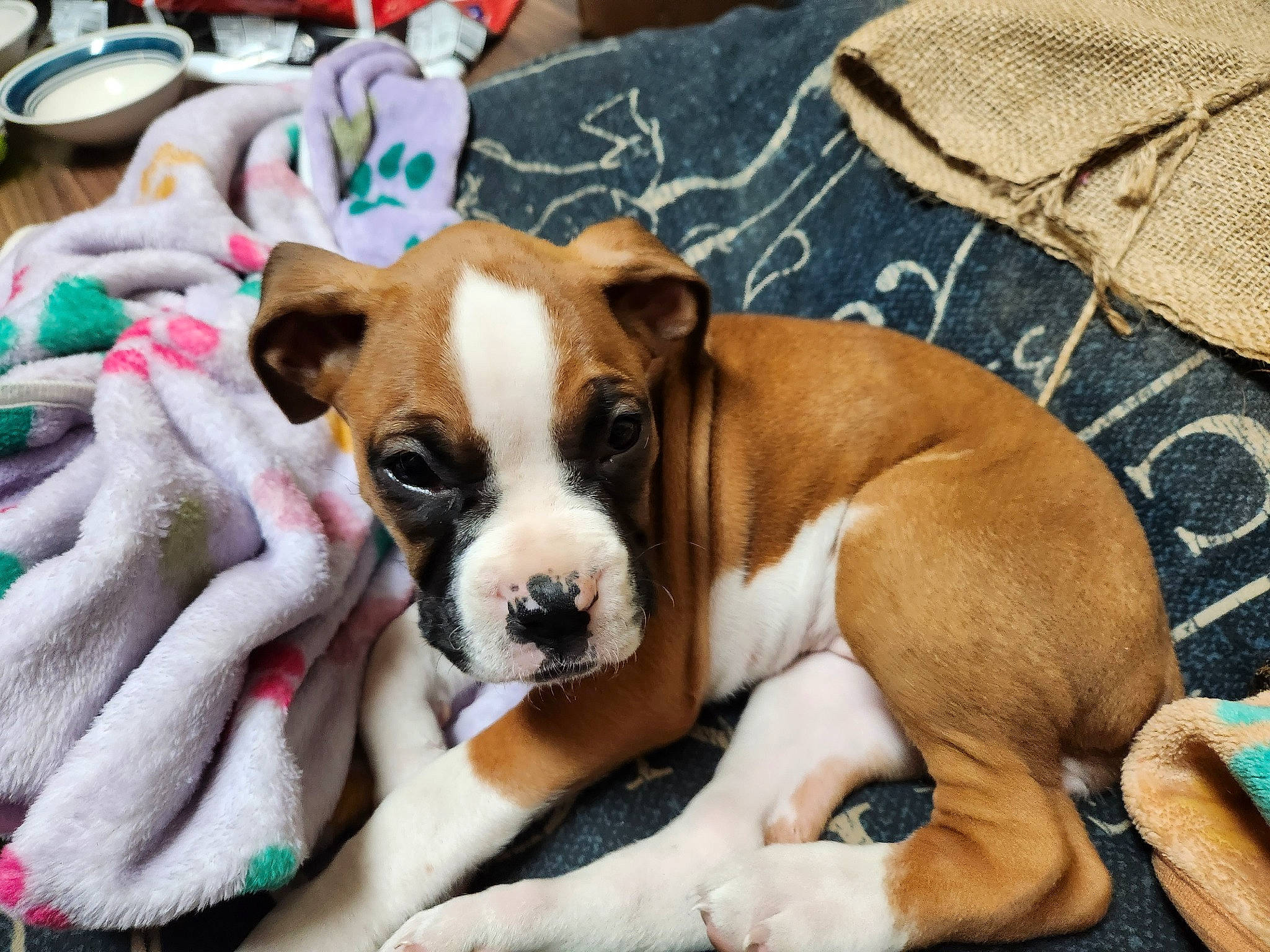 Ethel joined the competition — help win amazing prizes! bored, canidae, carnivore, collar, comfort, companion_dog, dog, dog_breed, dog_supply, fur, linens, non_sporting_group, puppy, sporting_group, toy_dog, working_animal