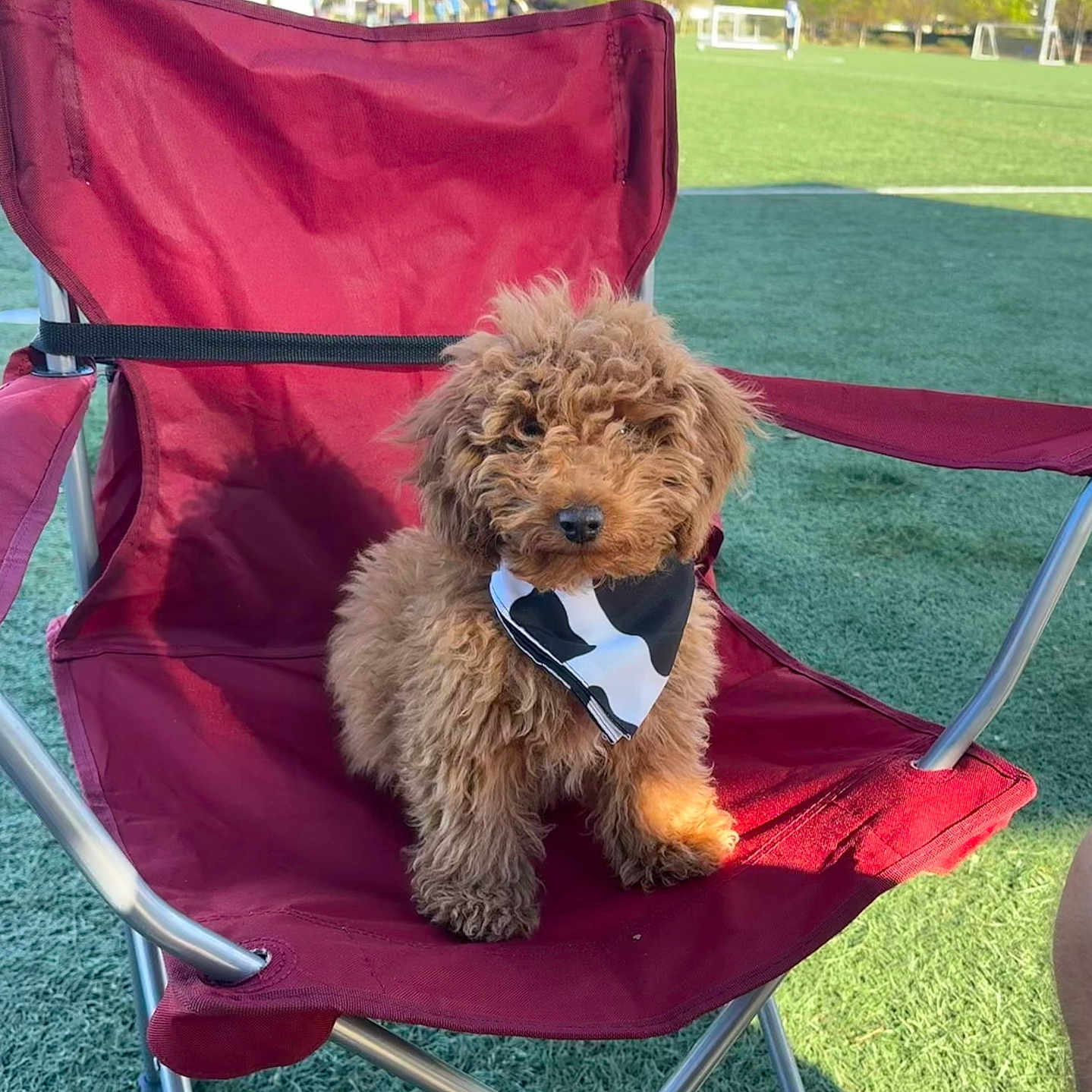 Woody joined the competition — help win amazing prizes! puppy, dog, brown, fluffy, bandana, red_chair, folding_chair, outdoor, grass, sports_field, sunlight, pet, cute, small_dog, summer, nature, animal, leisure, daytime, canine