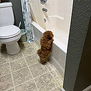 Woody is registered to the contest to win money with this photo: puppy, dog, bathroom, bathtub, toilet, tile_floor, curious, standing, brown_dog, small_dog, pet, indoor, home, clean, white, curtain, wall, floor, fur, animal