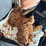 Woody joined the competition — help win amazing prizes! dog, curly_hair, sleeping, blanket, cowboy_hat_pattern, cactus_pattern, person, arm, seatbelt, car_seat, phone, toy, cozy, nap, fur, resting, indoor, close_up, pet, companion