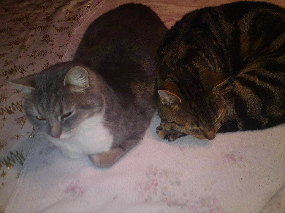 Choupette Et Galopin