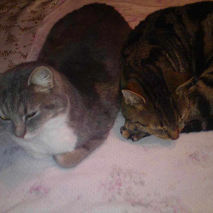 Choupette Et Galopin