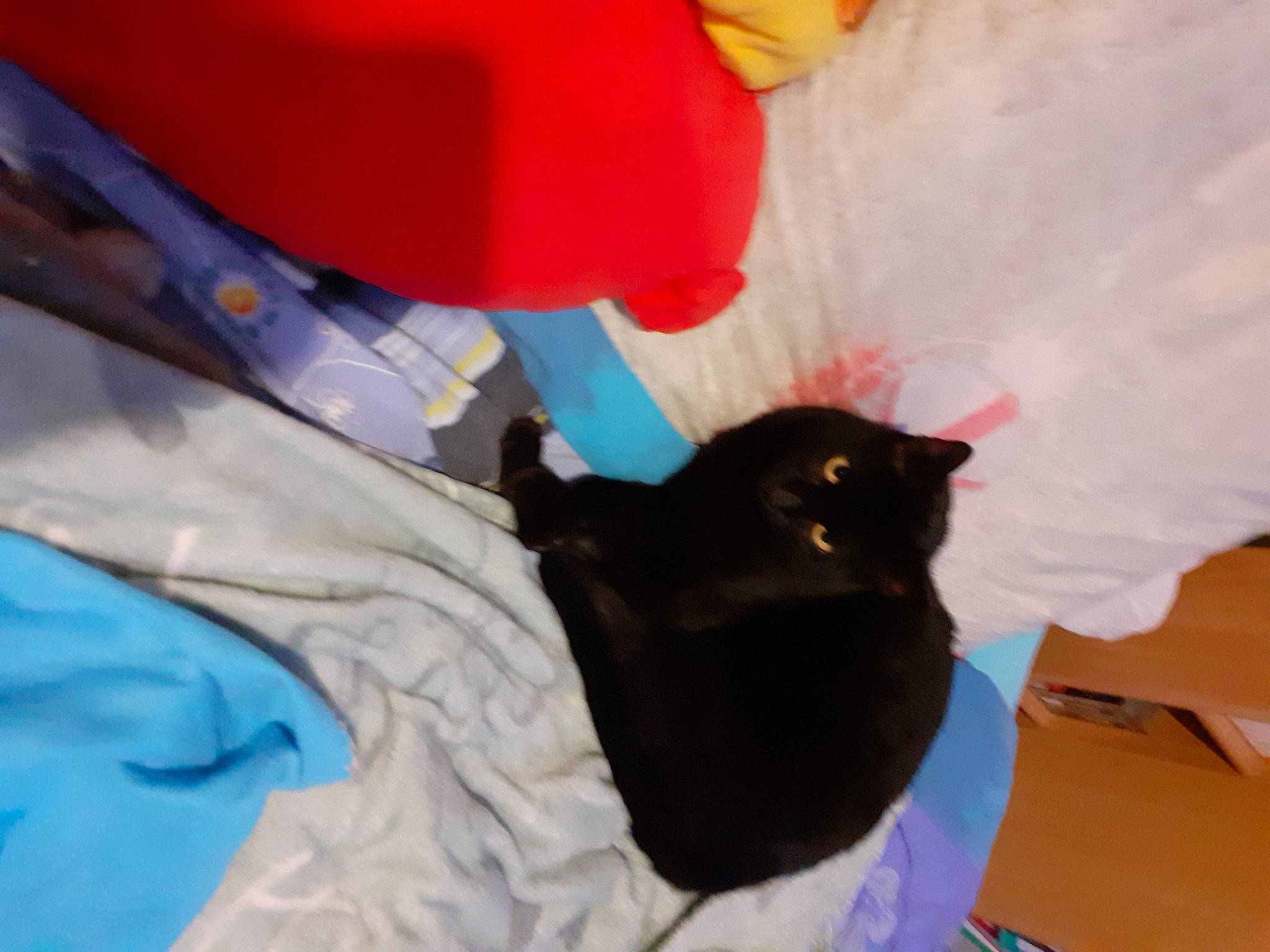 Obama participe au concours pour gagner de l'argent avec cette photo : black_cat, bombay, carmine, carnivore, cat, comfort, domestic_short_haired_cat, electric_blue, felidae, fur, room, small_to_medium_sized_cats, tail, whiskers