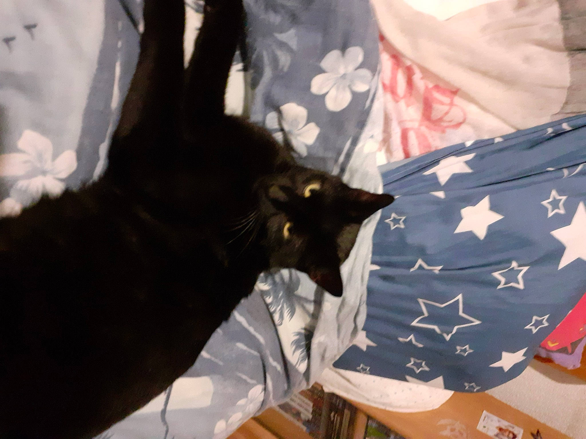 Obama a rejoint le concours — aidez-le/la à gagner de superbes lots ! bag, black_cat, bombay, carnivore, cat, claw, comfort, domestic_short_haired_cat, event, fashion_accessory, felidae, formal_wear, fur, gesture, linens, pattern, sleeve, small_to_medium_sized_cats, t_shirt, whiskers