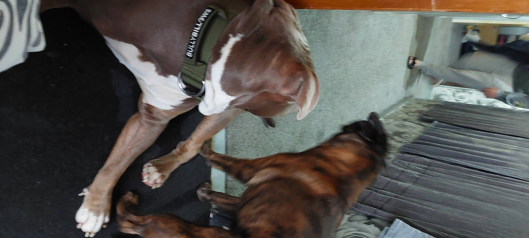 Gunner is registered to the contest to win money with this photo: canidae, carnivore, collar, comfort, companion_dog, dog, dog_breed, fawn, fur, guard_dog, hound, liver, non_sporting_group, pet_supply, scent_hound, snout, sporting_group, tail, whiskers, working_animal