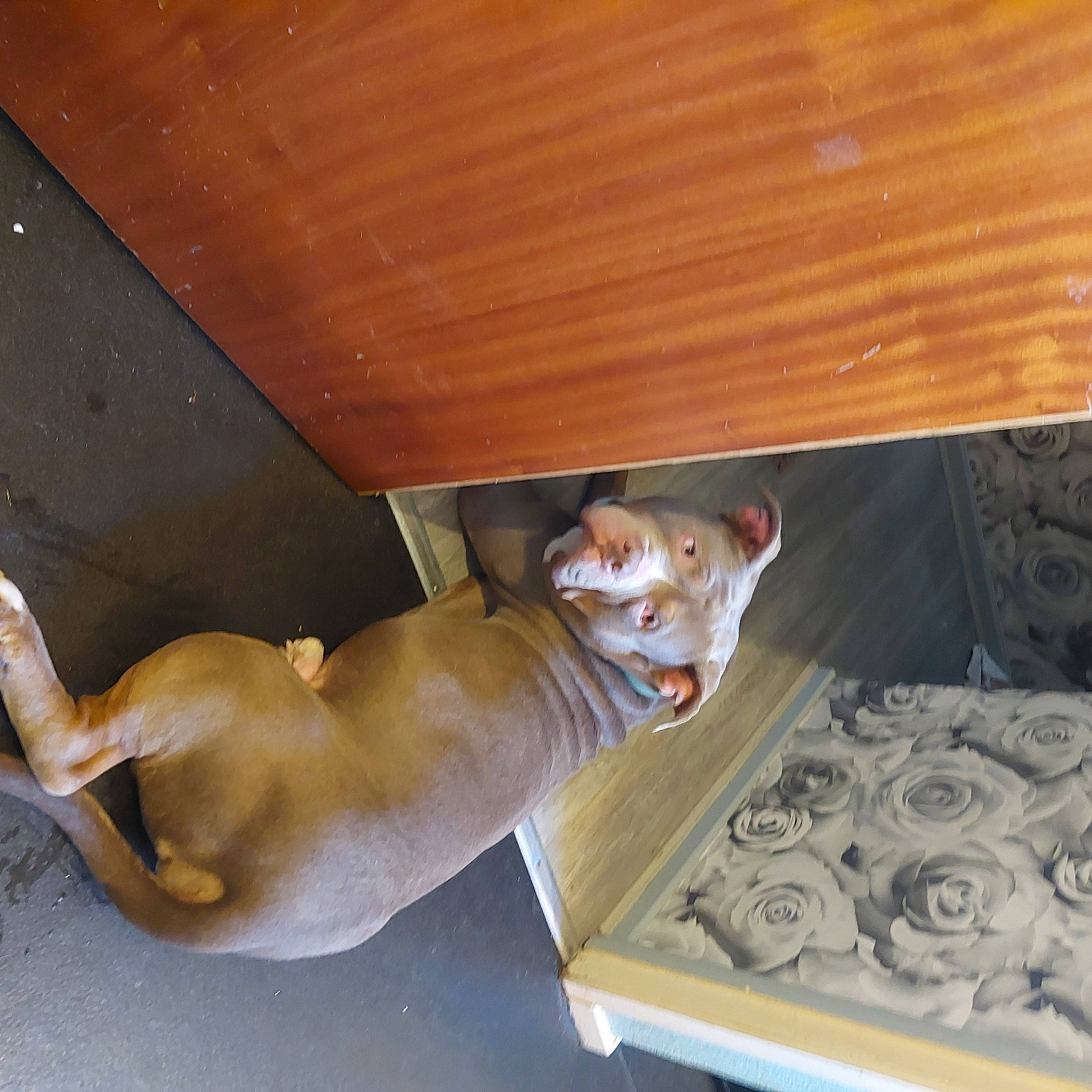 Gunner is registered to the contest to win money with this photo: canidae, carnivore, ceiling, comfort, companion_dog, dog, dog_breed, fawn, flooring, hardwood, pet_supply, plywood, room, sporting_group, stairs, tail, varnish, wood, wood_stain, working_animal