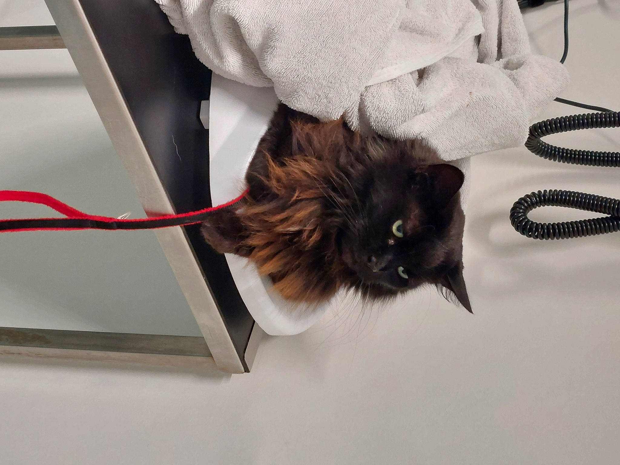 Shadow is registered to the contest to win money with this photo: art, carnivore, cat, claw, domestic_short_haired_cat, fashion_accessory, feather, felidae, flooring, font, fur, sleeve, small_to_medium_sized_cats, tail, whiskers