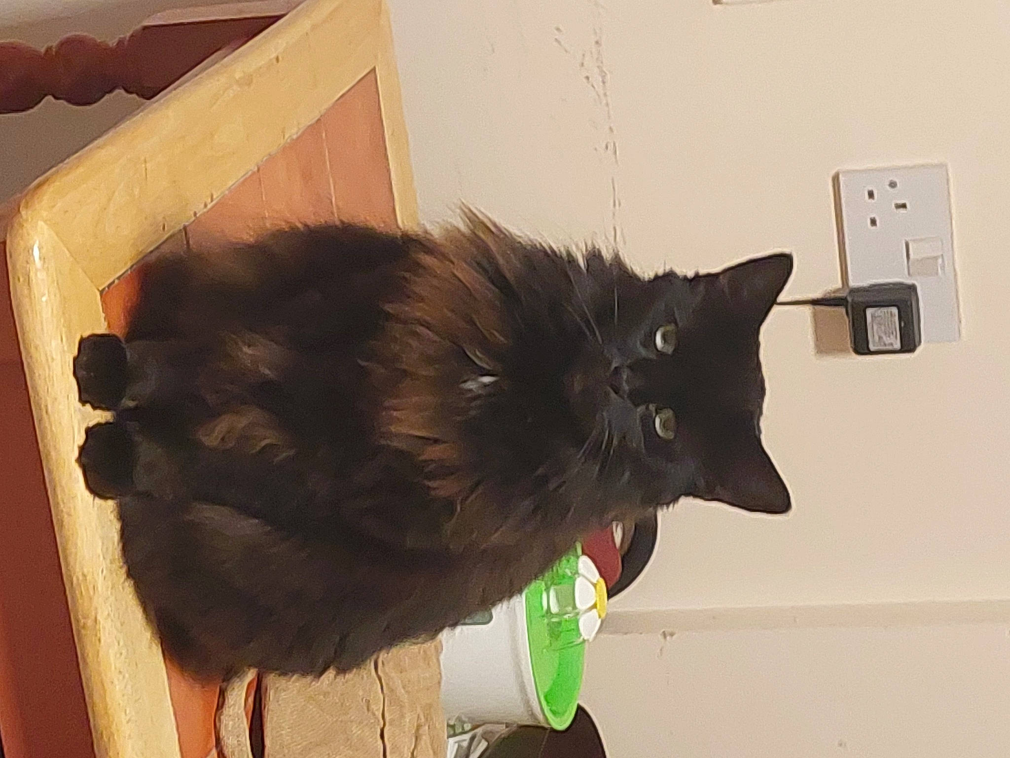 Shadow joined the competition — help win amazing prizes! black_cat, canidae, carnivore, cat, claw, dog_breed, domestic_short_haired_cat, ear, felidae, fur, light_switch, liver, natural_material, small_to_medium_sized_cats, snout, tail, terrestrial_animal, wall_plate, wall_socket, whiskers