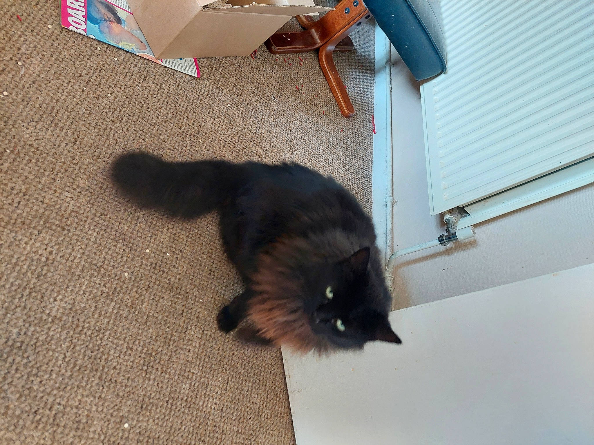 Shadow joined the competition — help win amazing prizes! black_cat, box, canidae, carnivore, carton, cat, claw, companion_dog, dog_breed, domestic_short_haired_cat, felidae, flooring, fur, hardwood, shipping_box, small_to_medium_sized_cats, tail, terrestrial_animal, whiskers, wood