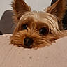 Max participe au concours pour gagner de l'argent avec cette photo : affenpinscher, animal, canine, cockerspaniel, computer, couch, dog, electronics, furniture, hardwood, indoors, interiordesign, laptop, papillon, pc, pet, plywood, puppy, terrier, wood