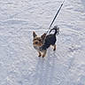 Max a rejoint le concours — aidez-le/la à gagner de superbes lots ! accessories, airedale, animal, canine, dog, germanshepherd, grass, hound, leash, nature, outdoors, pet, plant, puppy, rock, snow, strap, terrier, vegetation, winter