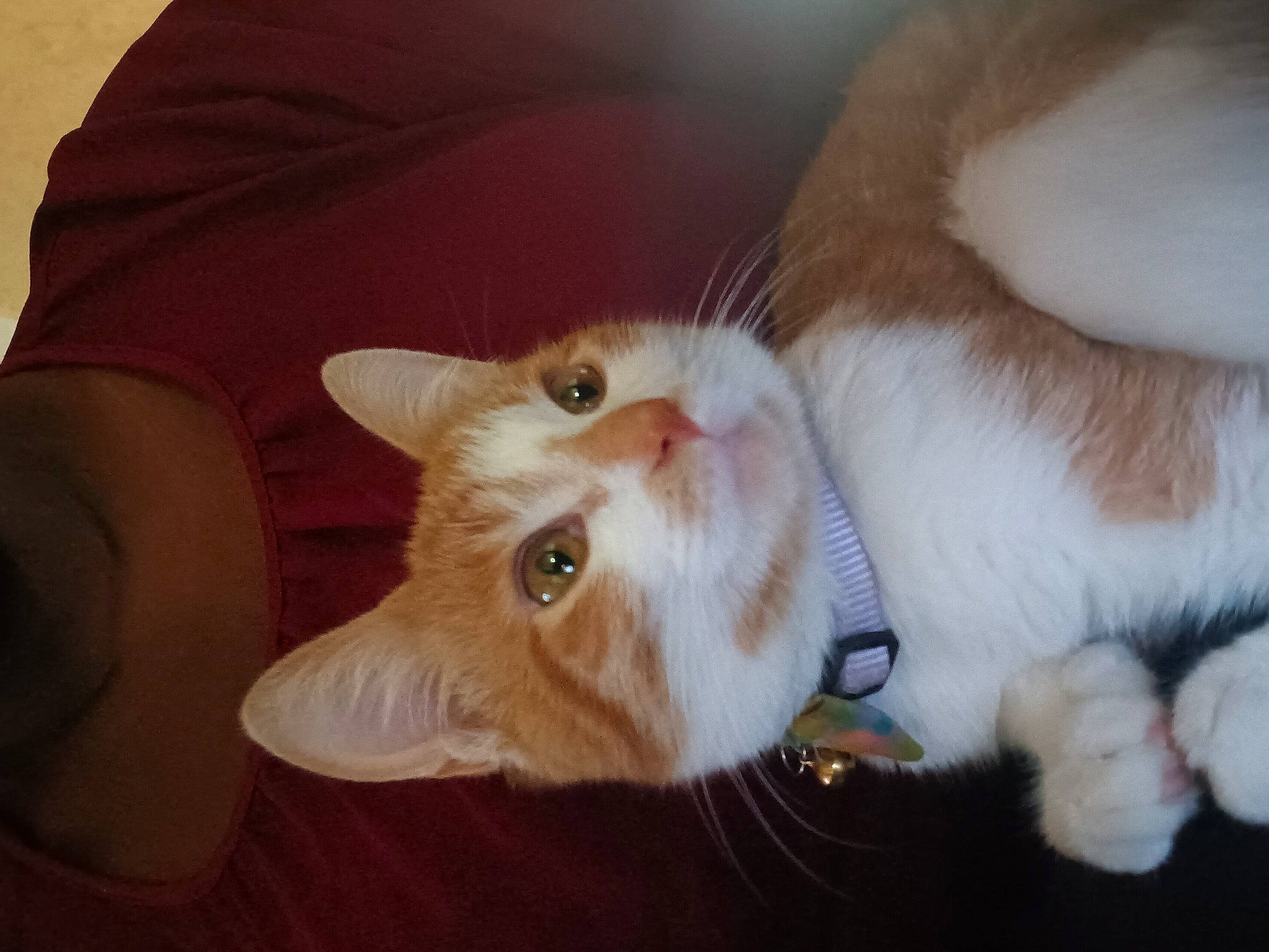 Sassy Sue is registered to the contest to win money with this photo: carnivore, cat, christmas, claw, collar, comfort, domestic_short_haired_cat, ear, fawn, felidae, foot, fur, holiday, lap, paw, small_to_medium_sized_cats, snout, tail, whiskers, wood