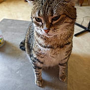Plume a rejoint le concours — aidez-le/la à gagner de superbes lots ! animal, cat, chair, close_up, dining_area, ears, eyes, feline, furniture, home, indoors, nose, pet, portrait, serious_expression, sitting, striped_fur, tabby_cat, table, whiskers