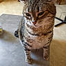 animal, cat, chair, close_up, dining_area, ears, eyes, feline, furniture, home, indoors, nose, pet, portrait, serious_expression, sitting, striped_fur, tabby_cat, table, whiskers