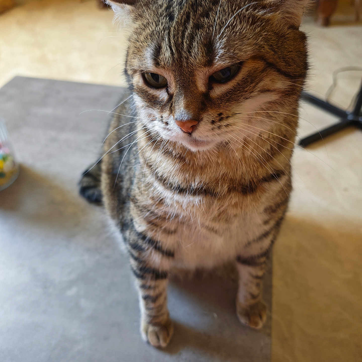 Plume a rejoint le concours — aidez-le/la à gagner de superbes lots ! animal, cat, chair, close_up, dining_area, ears, eyes, feline, furniture, home, indoors, nose, pet, portrait, serious_expression, sitting, striped_fur, tabby_cat, table, whiskers