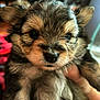 puppy, dog, fur, closeup, cute, pet, animal, face, ears, eyes, nose, hand, indoor, blurred_background, adorable, young, fluffy, mammal, portrait, companion