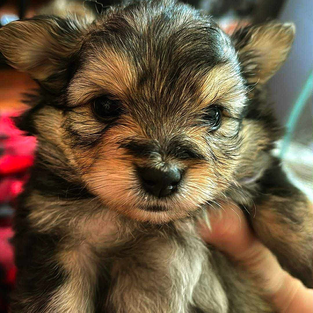 Louloup Rose participe au concours pour gagner de l'argent avec cette photo : adorable, animal, blurred_background, closeup, companion, cute, dog, ears, eyes, face, fluffy, fur, hand, indoor, mammal, nose, pet, portrait, puppy, young