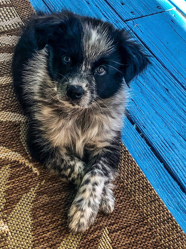 Daisy joined the competition — help win amazing prizes! australian_shepherd, canidae, carnivore, dog, dog_breed, herding_dog, mammal, miniature_australian_shepherd, morkie, puppy, pyrenean_shepherd, schnoodle, sporting_group, texas_heeler, vertebrate, yorkipoo