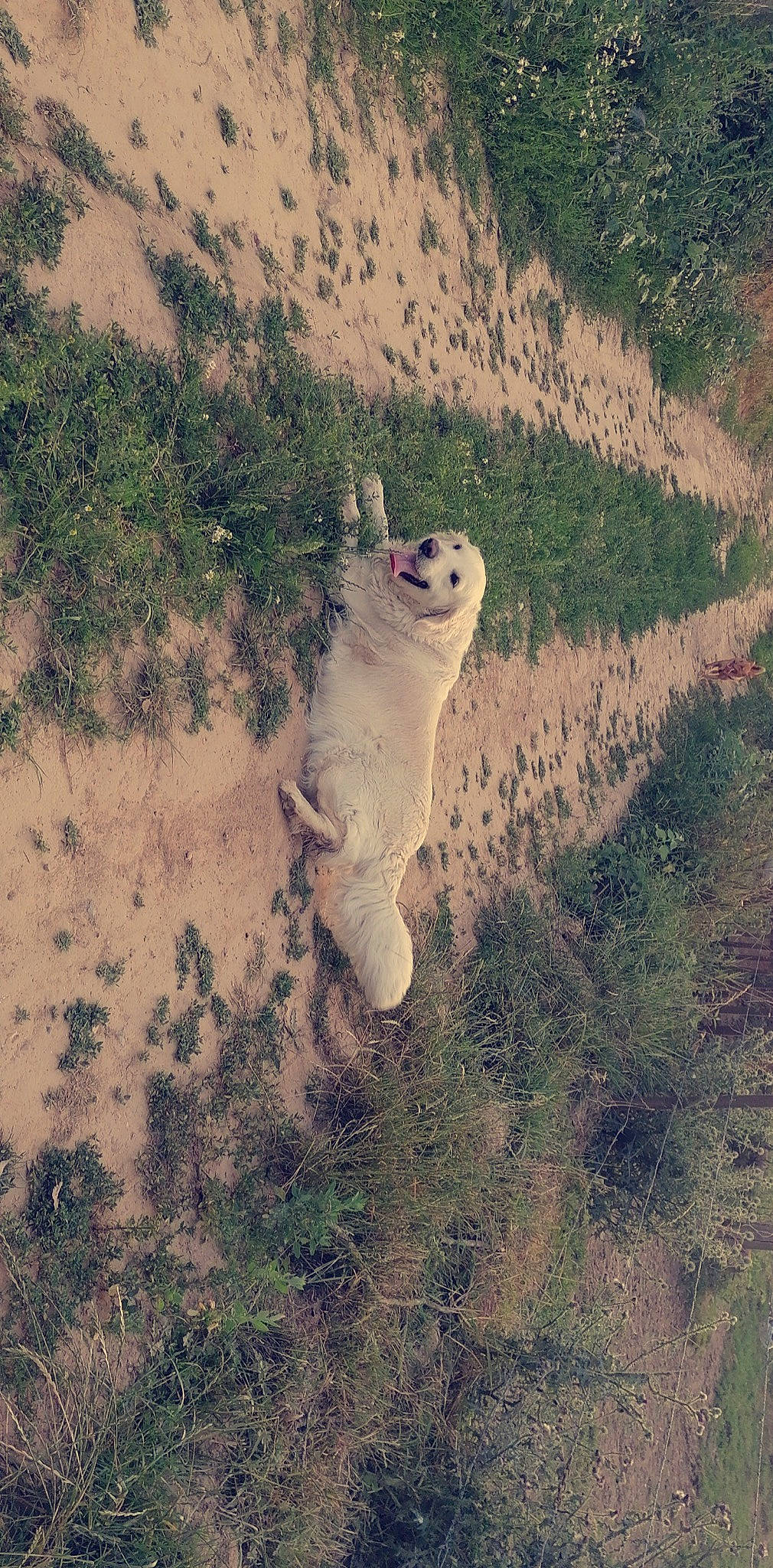 Julia participe au concours pour gagner de l'argent avec cette photo : beak, carnivore, eye, fawn, felidae, grass, happy, landscape, natural_environment, nature, owl, people_in_nature, plant, seabird, small_to_medium_sized_cats, snout, tail, terrestrial_animal, tree, whiskers