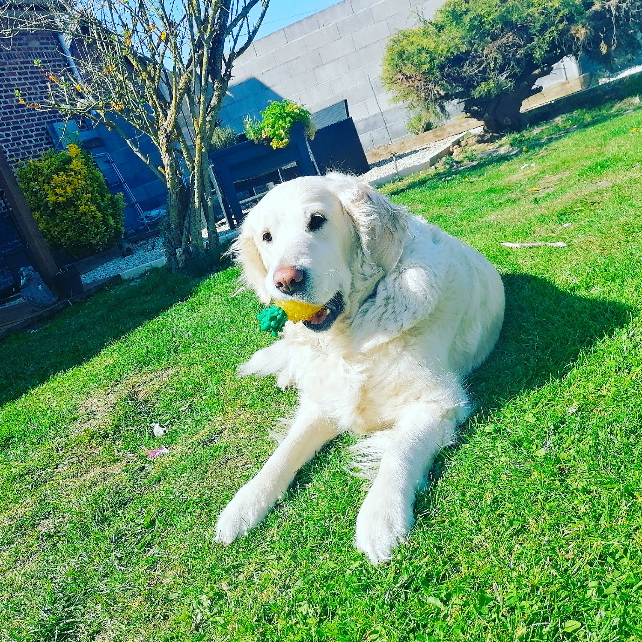 Julia a rejoint le concours — aidez-le/la à gagner de superbes lots ! carnivore, chair, companion_dog, dog, dog_breed, garden, grass, great_pyrenees, groundcover, kuvasz, labrador_retriever, lawn, livestock_guardian_dog, maremma_sheepdog, plant, polish_tatra_sheepdog, slovak_cuvac, sporting_group, tree, working_animal