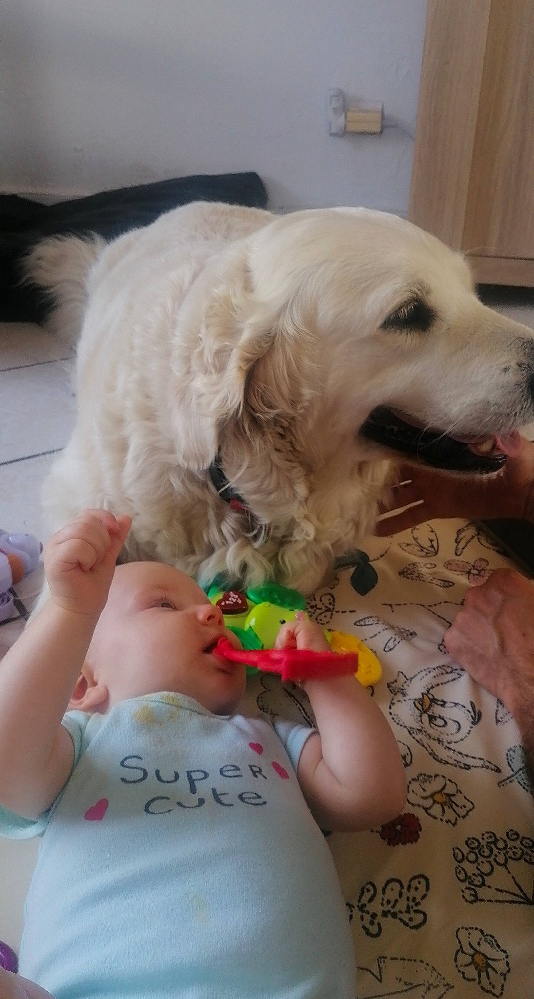 Julia a rejoint le concours — aidez-le/la à gagner de superbes lots ! bowl, canidae, carnivore, chair, companion_dog, dog, dog_breed, dog_supply, fawn, fur, happy, paw, pet_supply, puppy_love, retriever, snout, sporting_group, t_shirt, toddler, toy_dog