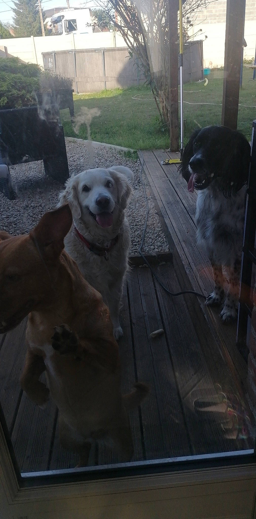 Julia a rejoint le concours — aidez-le/la à gagner de superbes lots ! building, canidae, carnivore, companion_dog, dog, dog_breed, door, fawn, gun_dog, light, morning, plant, sky, snout, sporting_group, tree, working_animal, working_dog