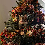 Mao participe au concours pour gagner de l'argent avec cette photo : cat, christmas_tree, ornament, tinsel, holiday, festive, decorations, indoor, pet, cute, curious, greenery, red, gold, white, animal, celebration, seasonal, tree_branch, playful