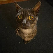 Jackson is registered to the contest to win money with this photo: cat, kitten, gray_fur, golden_eyes, wide_eyed, alert, upright_ears, whiskers, feline, animal, pet, indoors, portrait, close_up, dark_background, floor, wood, home, curious, photography