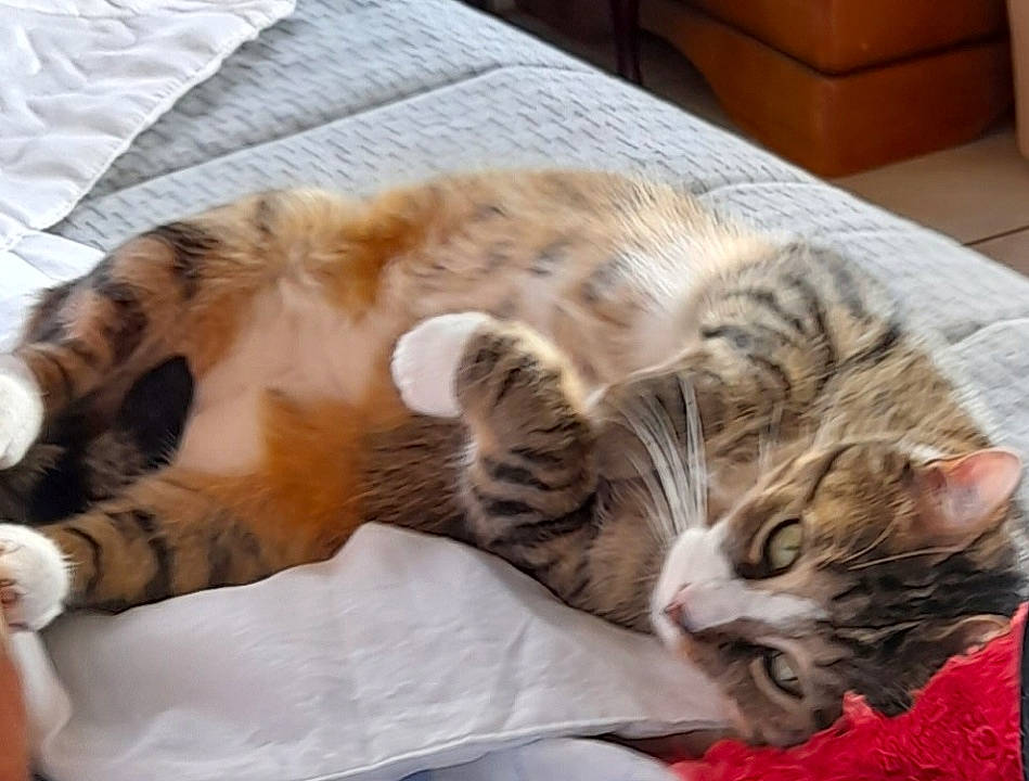 Gribouille a rejoint le concours — aidez-le/la à gagner de superbes lots ! bed, carnivore, cat, claw, comfort, couch, domestic_short_haired_cat, fawn, felidae, fur, linens, mammal, nap, paw, sleep, small_to_medium_sized_cats, snout, tail, textile, whiskers